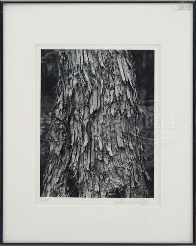 ANDREAS FEININGER (American, 1906-1999) THREE PHOTOGRAPHS OF TREE BARK.