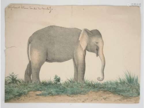 Amusant ensemble de 8 aquarelles représentant l'éléphant blanc du R... des enchères du 23 septembre 2017
