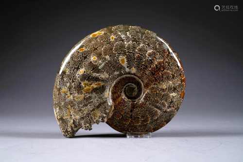 Ammonite de Madagascar.