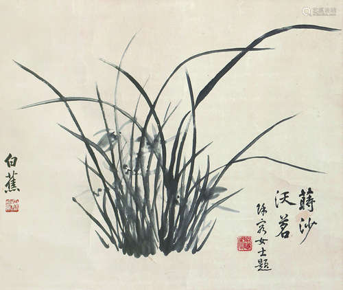 白蕉 兰花