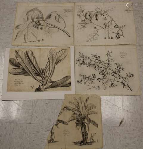 LOT OF (5) 17TH C. NATURE ILLUSTRATIONS/ENGRAVINGS