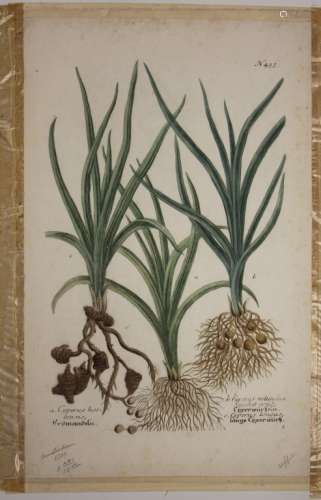 LOT OF (6) 18TH/19TH CENTURY NATURE ILLUSTRATIONS