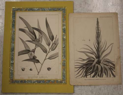 LOT OF (2) EARLY 19TH CENTURY NATURE ENGRAVINGS