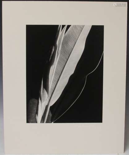 IMOGEN CUNNINGHAM (1883-1976), ESTATE PHOTOGRAPH