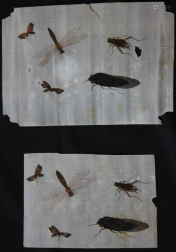 LOT OF (2) CHINESE RICE PAPER PAINTINGS OF INSECTS