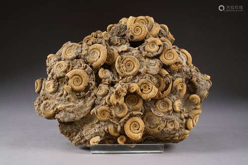 Accumulation d'Ammonites. Jurassique (environ 180 millions d'années).<br/>Provenance: Allemagne - Holzmaden.<br/>Dimensions: 46 x 30 x 8 cm.