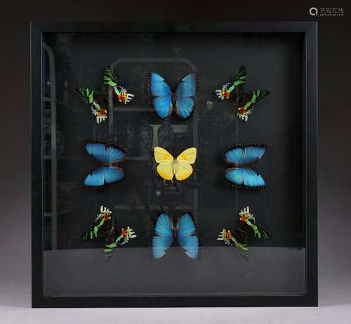 Vitrine murale. Elle contient une collection de neuf papillons naturalisés.<br/>Dimensions: 53 x 53 cm.