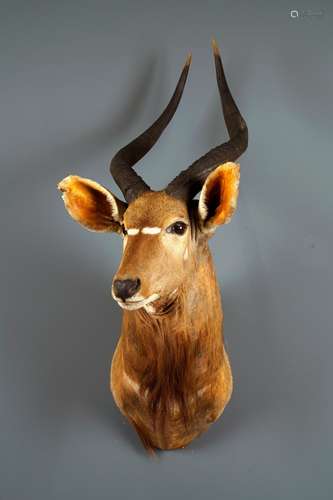 Nyala Mâle. Naturalisé en cape. Etiquette de Nico Van Rooyen, taxidermiste, datée de février 1999. Afrique du Sud.<br/>Hauteur: 90 cm.