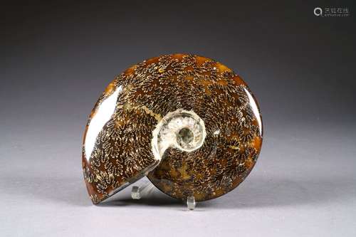 Ammonite fossile, polie. Madagascar.<br/>Longueur: 25 cm.