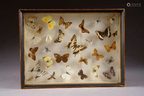 Vitrine. Elle contient une collection de papillons naturalisés.<br/>Dimensions: 30 x 40 cm.