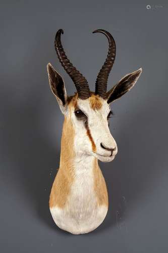 Cobe des Roseaux. Naturalisé en cape.<br/>Hauteur: 67 cm. Etiquette de la Trans African Taxidermists.