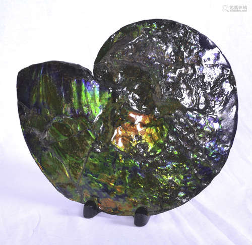 Ammolite fossil