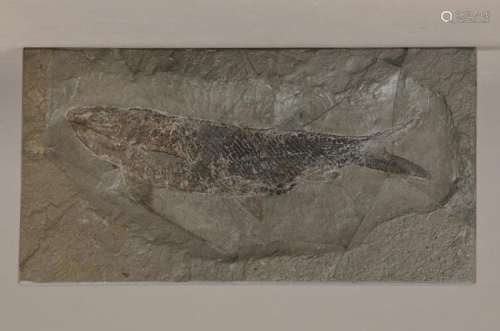 Fossil of a fish