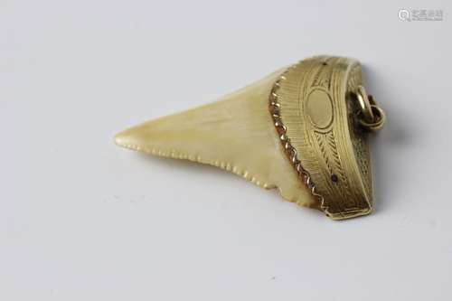 Gold And Shark Tooth Pendant