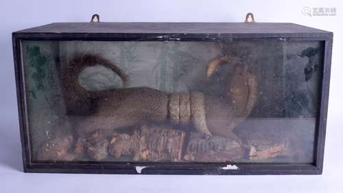 AN UNUSUAL VICTORIAN CASED TAXIDERMY depicting a mongoose being attacked by a snake. 62 cm x 30 cm.