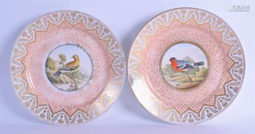 A LOVELY PAIR OF LATE 18TH CENTURY CHAMBERLAINS WORCESTER PLATES painted with birds perched within