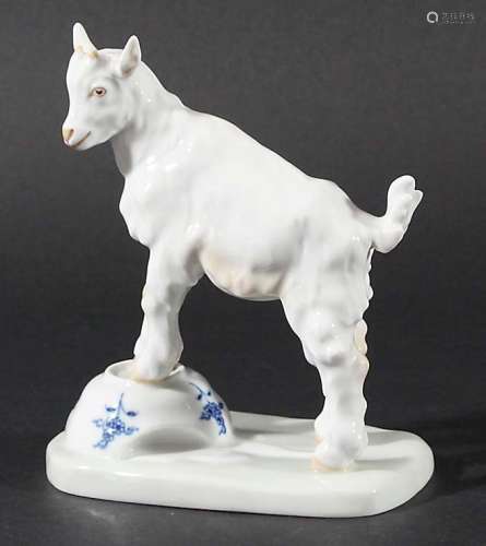 MEISSEN FIGURE OF A KID GOAT, 20th century, after an original by Hosel, standing with its forelegs