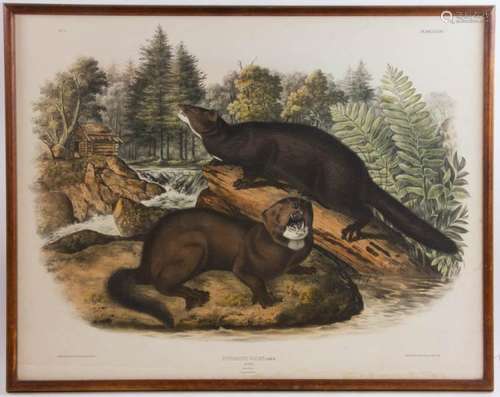 John J. Audubon, Mink, Hand Colored Litho