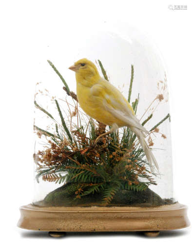 A Victorian taxidermy study of a yellow canary perched on a branch amidst ferns and grasses in a glazed dome