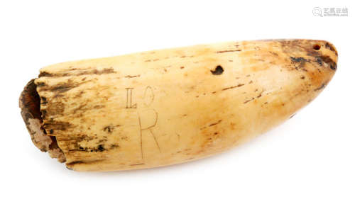 A Fijian sperm whale tooth tabua, of light honey coloured patination, with drilled cord suspension holes to each end, with partial hand carved text to one side ''Lo….R…..'' and with indistinct faint text to the other side, length 17.5cm. Article 10 Transaction Licence in place