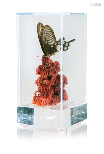 292. RED PIPE ORGAN CORAL BUTTERFLY DISPLAY