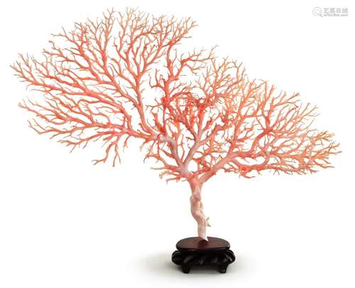 297. ANGEL SKIN CORAL TREE SPECIMEN