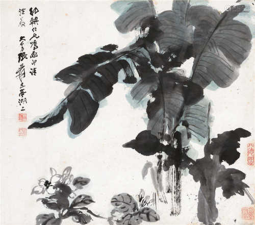 张大千（1899～1983） 芭蕉 镜框 设色纸本