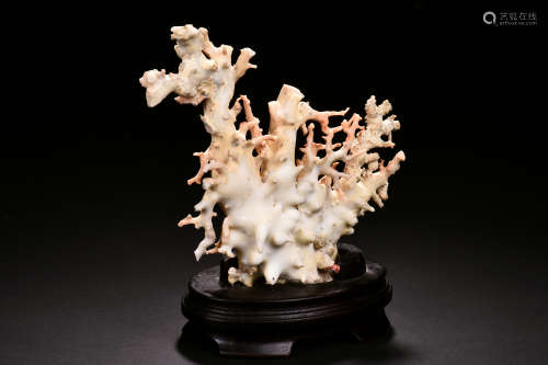 NATURAL ANGEL SKIN CORAL WITH STAND