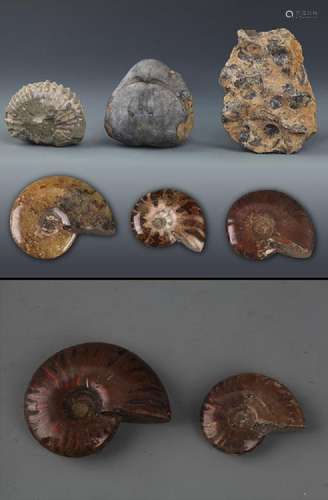 A GROUP OF EIGHT PREHISTORY NAUTILUS FOSSIL