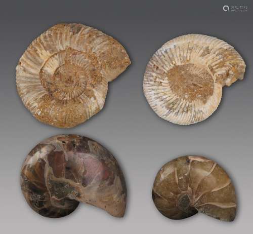 A GROUP OF EIGHT PREHISTORY NAUTILUS FOSSIL