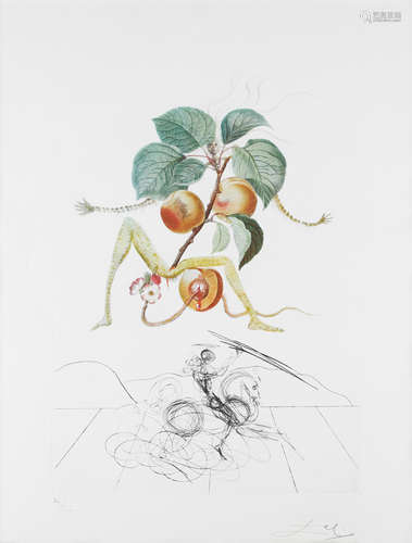 Abricot Chevalier (from FlorDali/Les Fruits) Salvador Dalí(1904-1989)