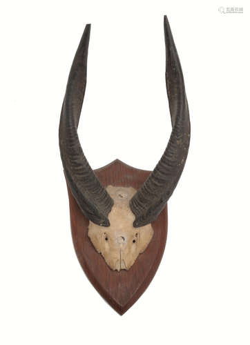 By Spicer and Sons, Leamington A pair of mounted bush buck horns