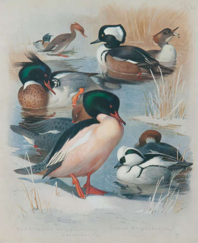 British Birds, 4 vol., with supplement, first edition, Longmas, Green and Co. (5) THORBURN (ARCHIBALD)