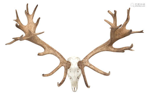 An Impressive pair of 32-point red deer antlers