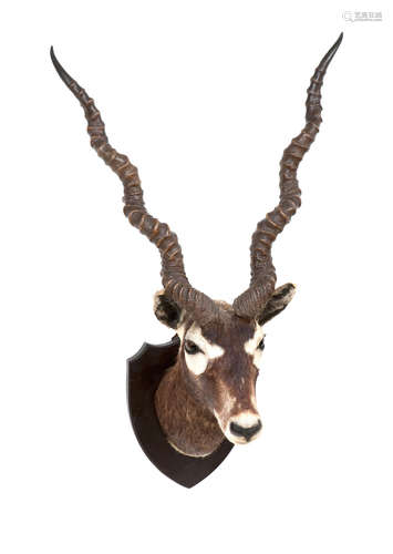 A mounted black buck head