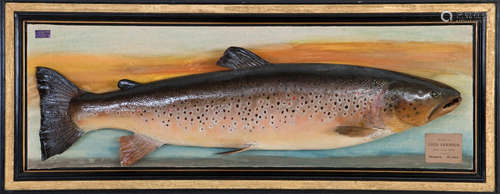 By P. D. Malloch, Perth A mounted Ferox or Brown trout