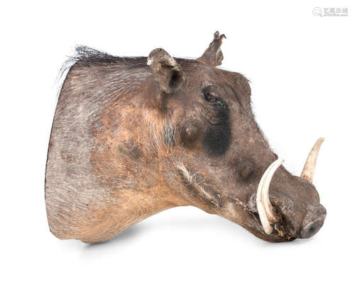 A mounted warthog head