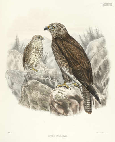 British Birds: Being Coloured Illustrations of All the Species of Passering Birds Resident in the British Isles, with Reference to their Plumage, 2 vol., FIRST EDITION, William Wesley, 1894-1899 WYATT (CLAUDE WILMOT)