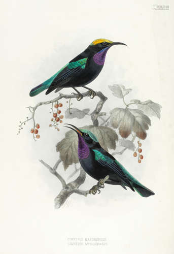 A Monograph of the Nectariniidae or Family of Sun-birds, by the Author, 1876-80 SHELLEY (GEORGE ERNEST)