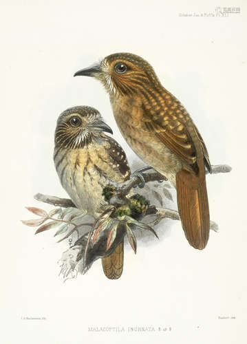 A Monograph of the Jacamars and Puff-birds, or Families Galbulidae and Bucconidae, bound from the 7 original parts, for the author by R. H. Porter and Dulau and Co., [printed by Taylor and Francis, 1879-1882] SCLATER (PHILIP LUTLEY)