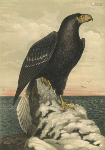 Illustrations of the Birds of California, Texas, Oregon, British and Russian America, FIRST EDITION, Philadelphia, J.B. Lippincott, [1853]-1856 CASSIN (JOHN)