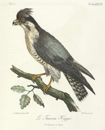 Histoire naturelle des oiseaux d'Afrique, 6 vol., Paris, Delachaussée, 1805-1808 LEVAILLANT (FRANÇOIS)