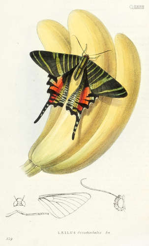 Zoological Illustrations or Original Figures and Descriptions of New, Rare, or Interesting Animals... Second Series, vol. 1-3, Baldwin and Cradock, 1829-1833 SWAINSON (WILLIAM)