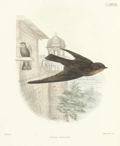 Monograph of the Hirundinidae, or Family of Swallows, 2 vol., FIRST EDITION, Henry Sotheran, 1885-1894 SHARPE (RICHARD BOWDLER) AND CLAUDE W. WYATT