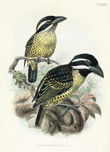 A Monograph of the Capitonidae, or Scansorial Barbets, FIRST EDITION, by the Authors, 1870-1871 MARSHALL (GEORGE F.L. AND CHARLES H.T.)