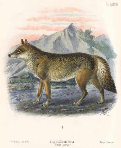 Dogs, Jackals, Wolves, and Foxes: a Monograph of the Canidae, FIRST EDITION, R.H. Porter, 1890 MIVART (ST. GEORGE JACKSON)