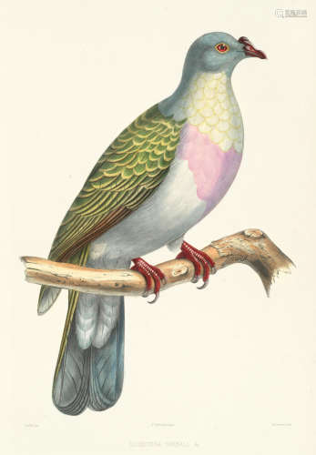 Iconographie des pigeons, FIRST EDITION, Paris, P. Bertrand, 1857[-1858] BONAPARTE (CHARLES LUCIEN)