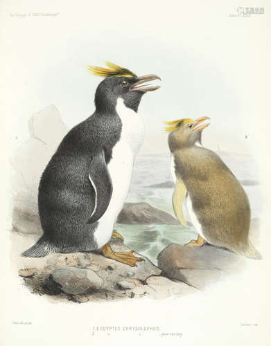 Report on the Scientific Results of the Voyage of H.M.S. Challenger During the Years 1873-76. Zoology Vol. II. Part VIII. Report on the Birds, H.M.S.O., 1881 THOMSON (CHARLES WYVILLE), AND OTHERS