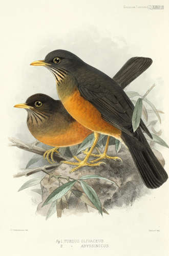 A Monograph of the Turdidae, or Family of Thrushes, 2 vol., FIRST EDITION, Henry Sotheran, [1898]-1902 SEEBOHM (HENRY) and RICHARD BOWDLER SHARPE