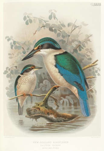 A History of the Birds of New Zealand, 4 vol. in 3 (the supplement bound in 1 volume), Published (for the Subscribers) by the Author, [1887]-1888-1905; together with a folio edition, edited by E.G. Turbott, 1967 (4) BULLER (WALTER LAWRY)